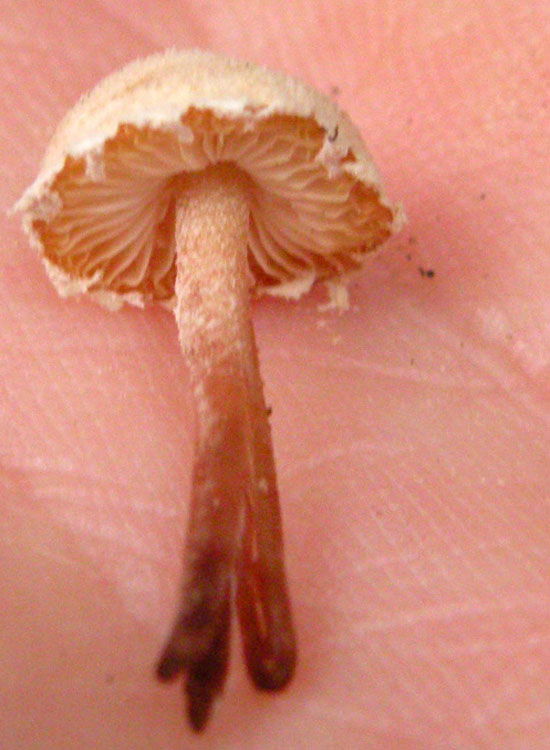 Psathyrella pennata?